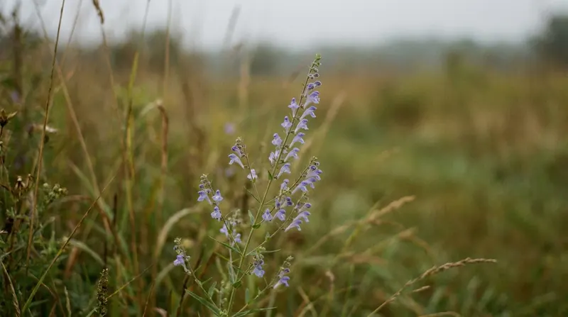 A slender skullcap plant with small blue flowers along the stem
